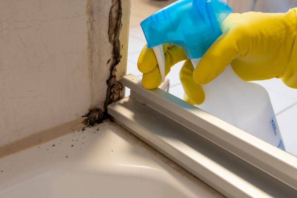 Professional Mold Remediation in Independence, IA