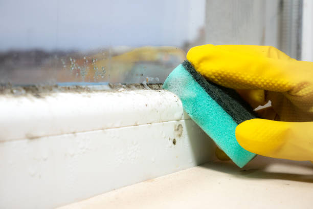 Best Attic Mold Remediation in Independence, IA