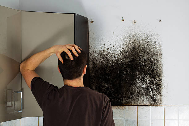 Best Emergency Mold Remediation in Independence, IA